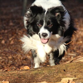 In het bos!