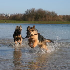 Los in achtervolging!