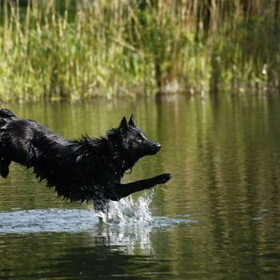 Waterpret