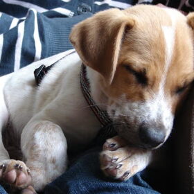 Buddy als pup