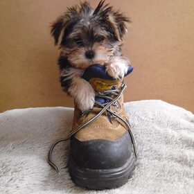 Men lief schatig hondje Kito