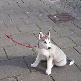 snowie.