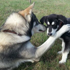 puupy love