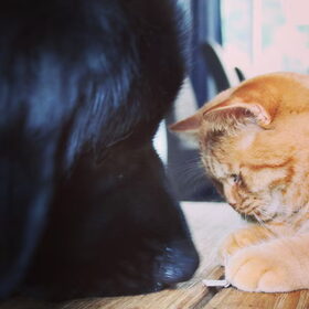 Balou en onze kat Muffin