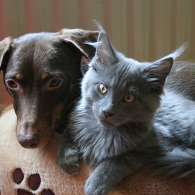 Liefde is hond en kat