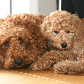 doodle-liefde tussen 2 zusjes