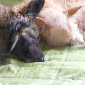Liefde is...