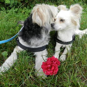 Liefde is...