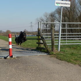 Buck springt over veerooster.