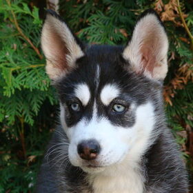Leila als pup
