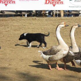 hondje animal-event