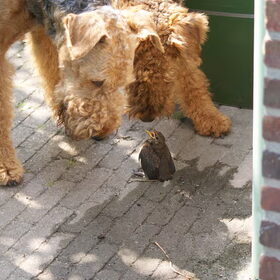 Vogeltje