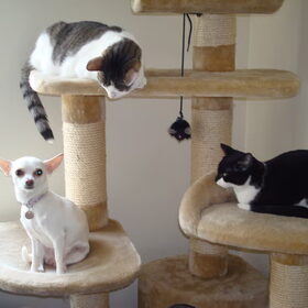 Angel met katten van vrienden
