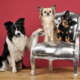 chihuahua's rule the world!