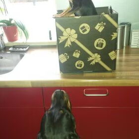 en hier komt hij dan Spikey THE KING
