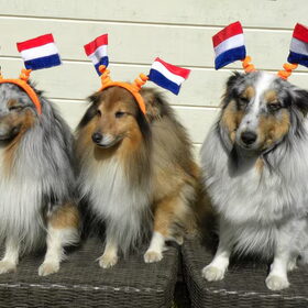 Koningshond