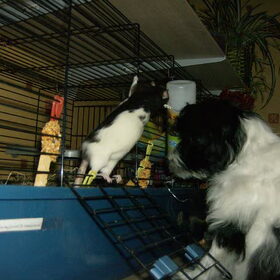 Lanu met de rattenmeiden en cavia's