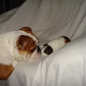 amber en cavia billie
