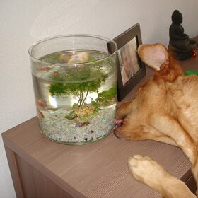 Butch met de vissen