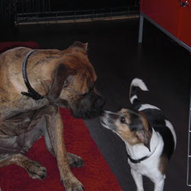 Lief Kusjee
