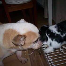Elmo en Charlie..