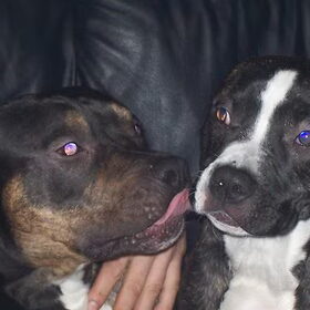 devil met bailey
