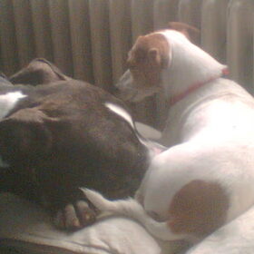 devil en lucky
