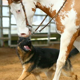Sep volgen tijdens horse&dog trail