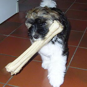 Kai als puppy