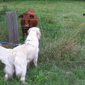 Noa en de koeien :)