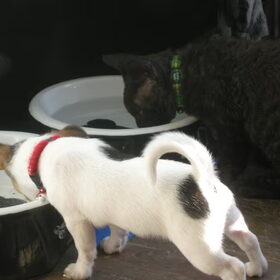 Samen
