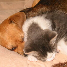 tommy en brutus
