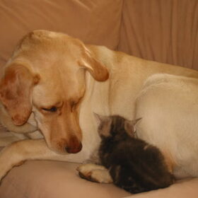 lotte en minoes