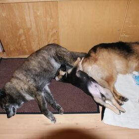 Chewy,Grizzly en Woelie