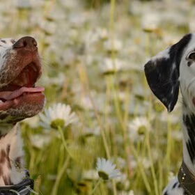 Jolie en Sooki