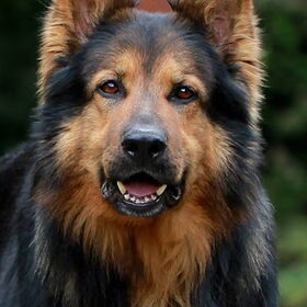 Mijn allereerste hond en allerbeste maatje Haakon