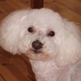 Lief koppie!