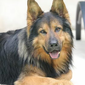 Droomblik van mijn eigen droomhond Haakon