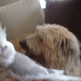 Balou en Gabriel