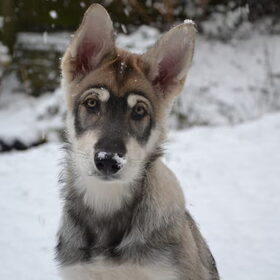 Finn als pup