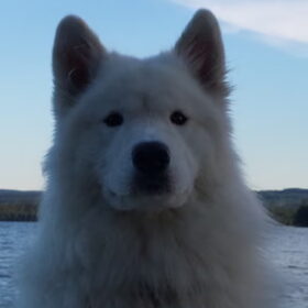 Mikai op de boot