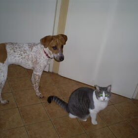 Buddy en de kat