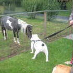 wat is dat voor 'n beest?