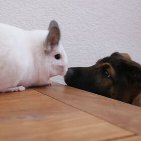 Wat is dat nou voor een raar beest?