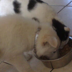samen met de kat eten