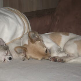 Bailey en zoe