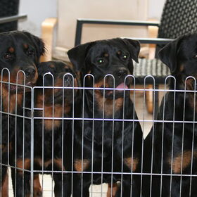 Mijn Rotties