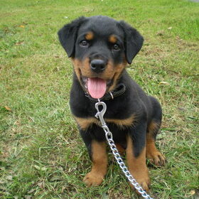 Rottweiler Fiero