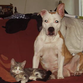 Chickie met Poes!