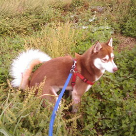 diego in de bosjes